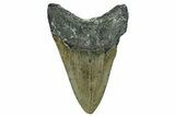 Serrated, Fossil Megalodon Tooth - North Carolina #338556-1